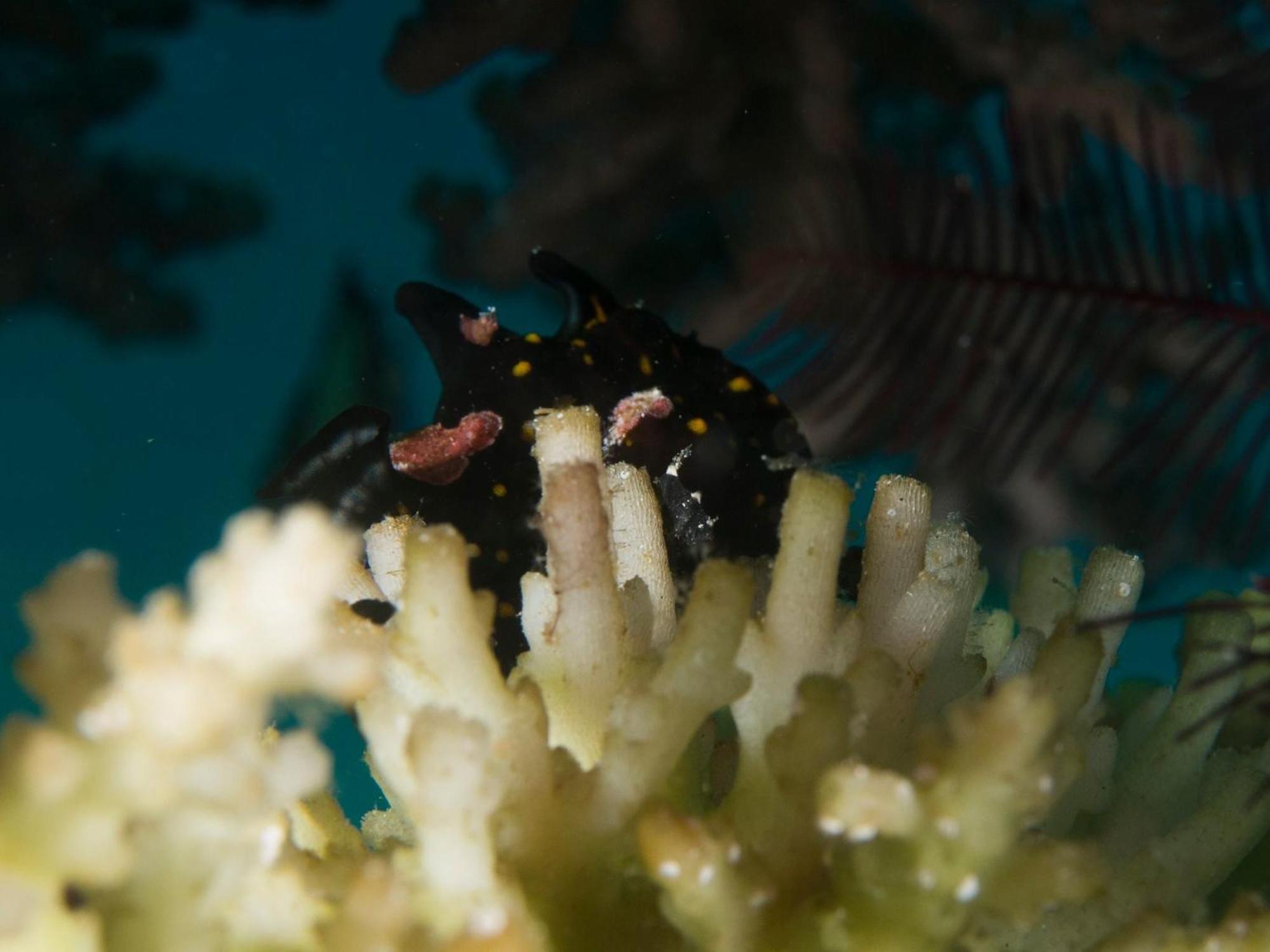Liberty'S Lodge And Diving - Apo Island Dumaguete City Exterior foto